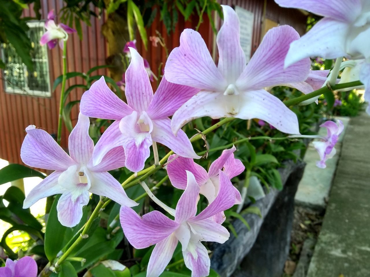 CLOSE-UP OF PURPLE FLOWERING PLANT