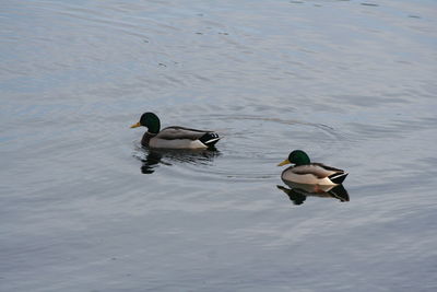 Ducks swimming in lake