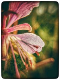 Close-up of flowers blooming outdoors