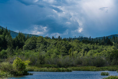 Scenic view of trees by lake against sky