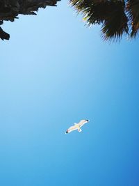 Low angle view of seagulls flying in sky