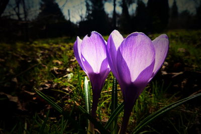 Close-up of purple crocus flower