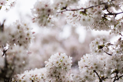 Cherry blossoms blooming on tree branches