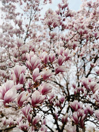 Close-up of pink cherry blossoms in spring