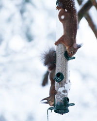 Close-up of bird hanging on snow against sky