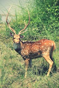 Deer standing on field