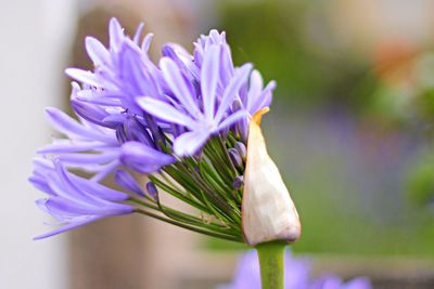 Close-up of purple flowers