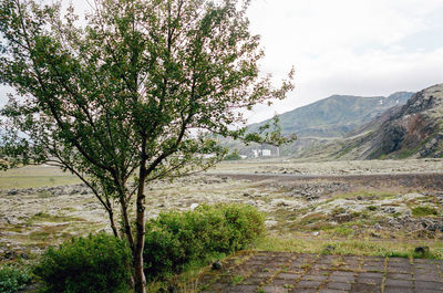 plant