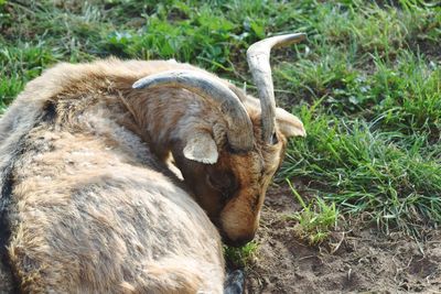 High angle view of sheep on field