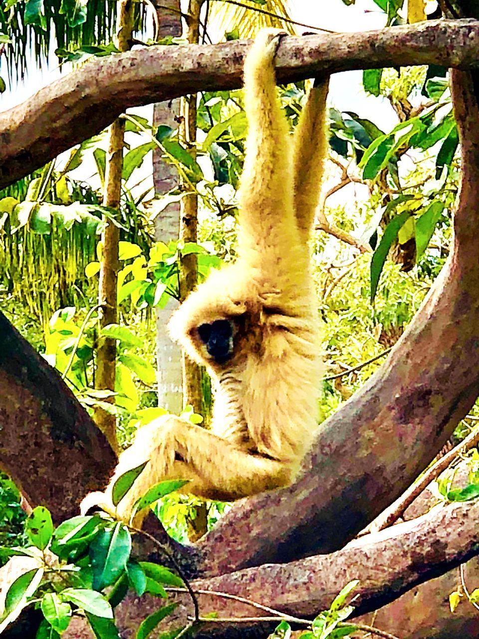 LOW ANGLE VIEW OF MONKEY ON BRANCH AGAINST TREE