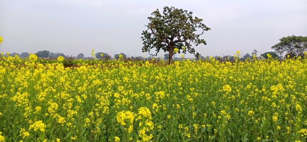 Scenic view of oilseed rape field against sky