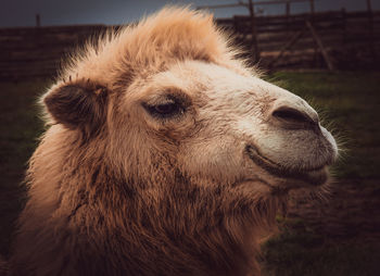 Close-up of a horse on field