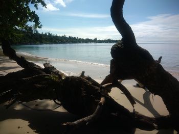 Driftwood on beach against sky