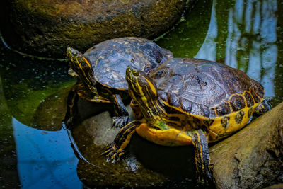 Close-up of turtle in water