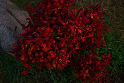 Close-up of red flowers