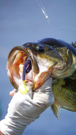 Close-up of hand holding fish