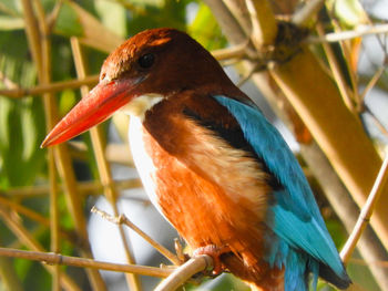 Close-up of kingfisher bird perching on branch
