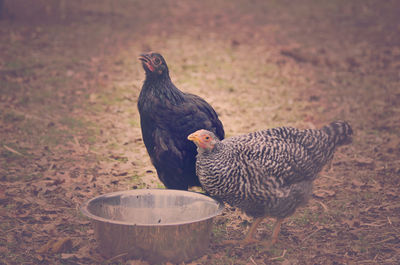 Close-up of chicken on field