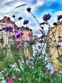 Purple flowers blooming in city against sky