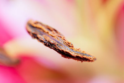 Macro shot of pink flowering plant