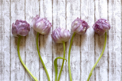 Close-up of tulips