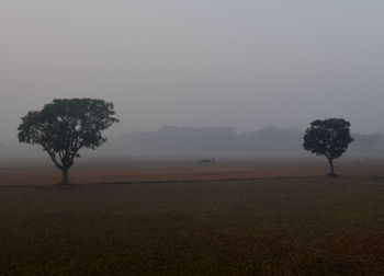 Tree on landscape against sky