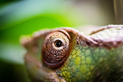 Close-up of lizard outdoors