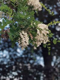 Close-up of flowering plant against tree