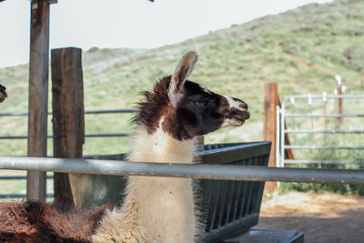 Side view of alpaca standing by railing