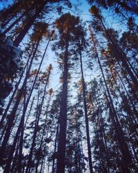 Low angle view of trees against sky