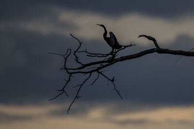 Low angle view of a bird on branch