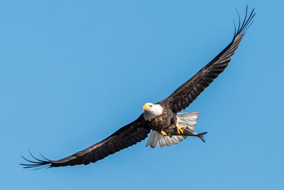 Low angle view of seagull flying against blue sky