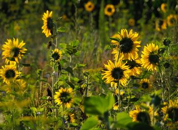 Close-up of yellow flowering plants on field