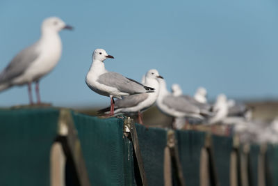 Seagull perching on shore against sky