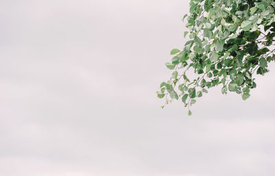 Low angle view of plant against sky