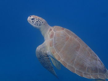 Close-up of turtle swimming in sea