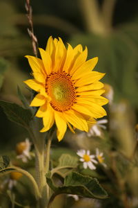 Close-up of yellow sunflower