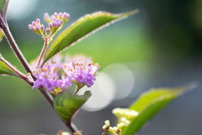 Close-up of flowers blooming outdoors