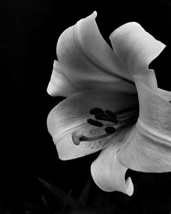 Close-up of white rose against black background