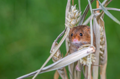 Close-up of squirrel