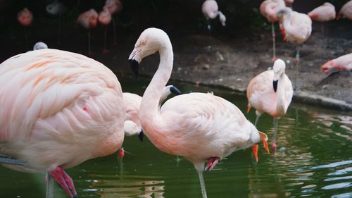 Flamingos in lake