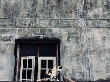 Low angle view of dog on window of building