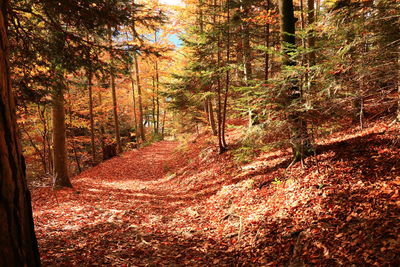 Trees growing in forest during autumn