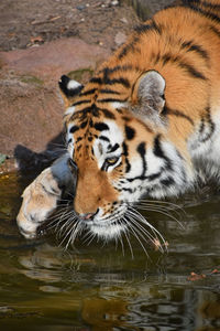 High angle view of tiger drinking water at lakeshore