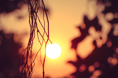 Close-up of silhouette plants against sky during sunset