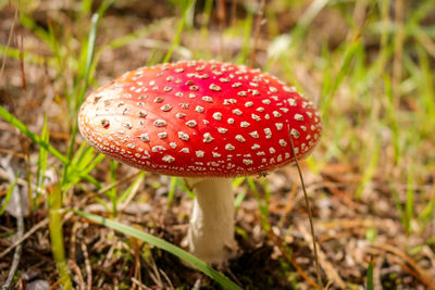 Fly agaric mushroom in the wild growing on moss and grass. close up. view from above