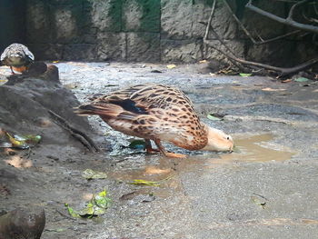 High angle view of duck in water