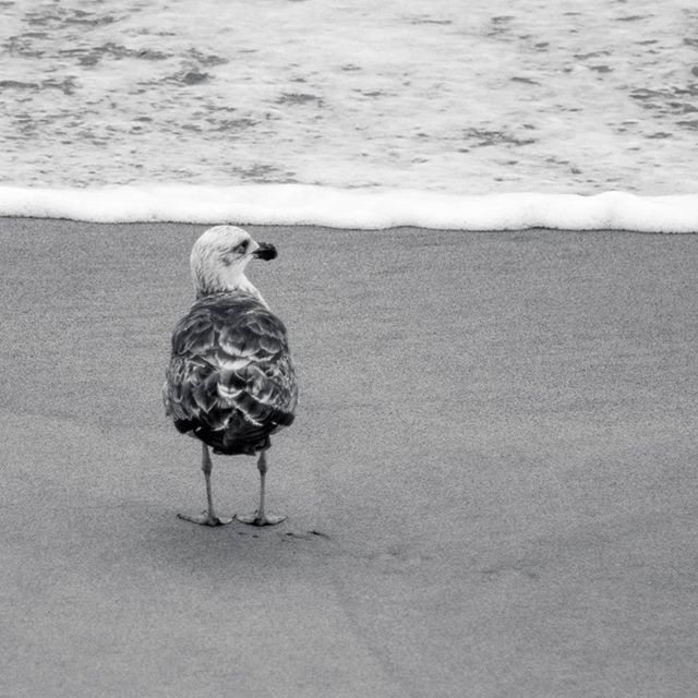animal themes, bird, one animal, animals in the wild, full length, wildlife, water, beach, sea, nature, shore, sand, day, side view, outdoors, perching, focus on foreground, standing, beauty in nature, walking