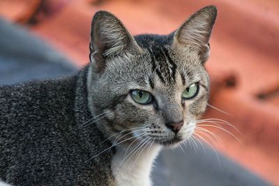 Close-up portrait of a cat