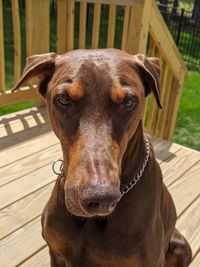 Close-up portrait of dog outdoors